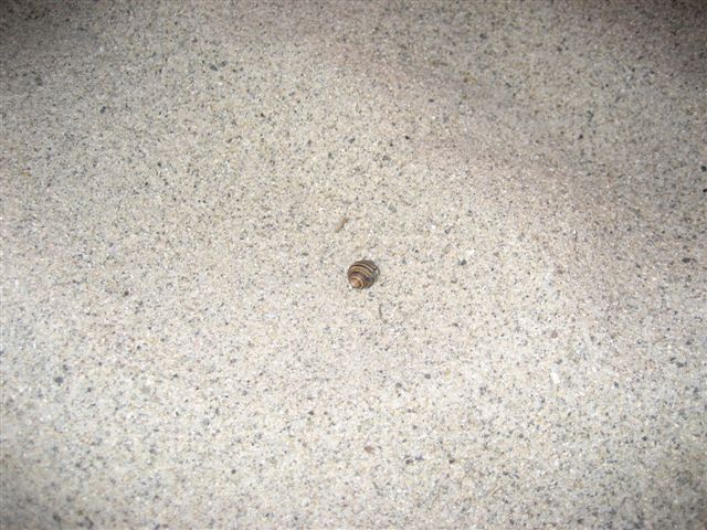 snail in the sand